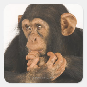 Adesivo Quadrado Chimpanzé (troglodytes da bandeja). Playfull novo