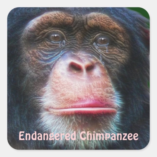 Adesivo Quadrado Chimpanzés africanos ameaçados de extinção (Frente)