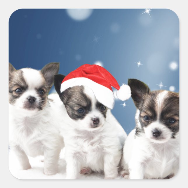 Adesivo Quadrado Chinhuahua bonitinho no Natal (Frente)