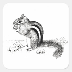 Adesivo Quadrado Chipmunk