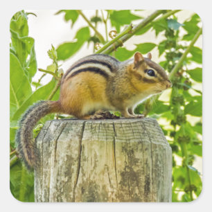 Adesivo Quadrado Chipmunk em um Posto de cerca