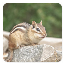 Chipmunk numa pedra