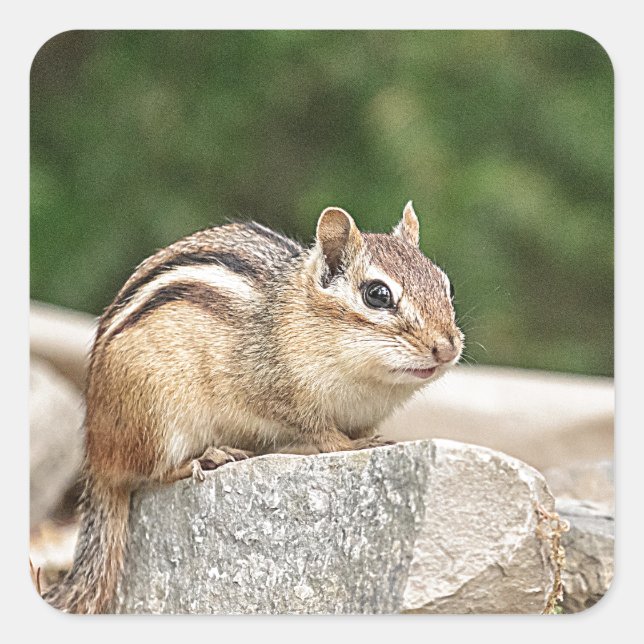 Adesivo Quadrado Chipmunk numa pedra (Frente)