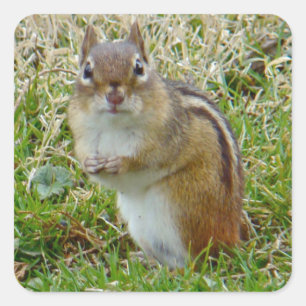 Adesivo Quadrado Chipmunk oriental