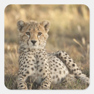 Adesivo Quadrado Chita, jubatus do Acinonyx, filhote que coloca o