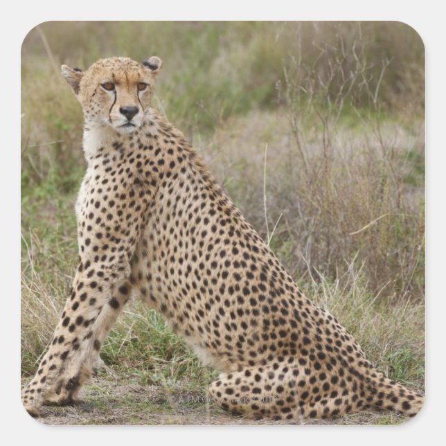 Adesivo Quadrado Chita masculina, Acinonyx jubatus, Serengeti, (Frente)
