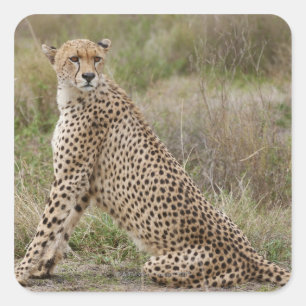 Adesivo Quadrado chita masculina, jubatus do Acinonyx, Serengeti,