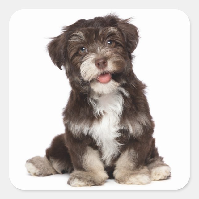 Adesivo Quadrado Chocolate Brown & White Havanese Puppy Dog Sticker (Frente)