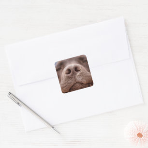 Adesivo Quadrado Chocolate Labrador Nose Closeup