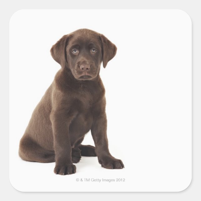 Adesivo Quadrado Chocolate Labrador Retriever Puppy (Frente)