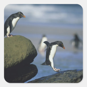 Adesivo Quadrado Chrysocome dos pinguins, do Eudyptes de