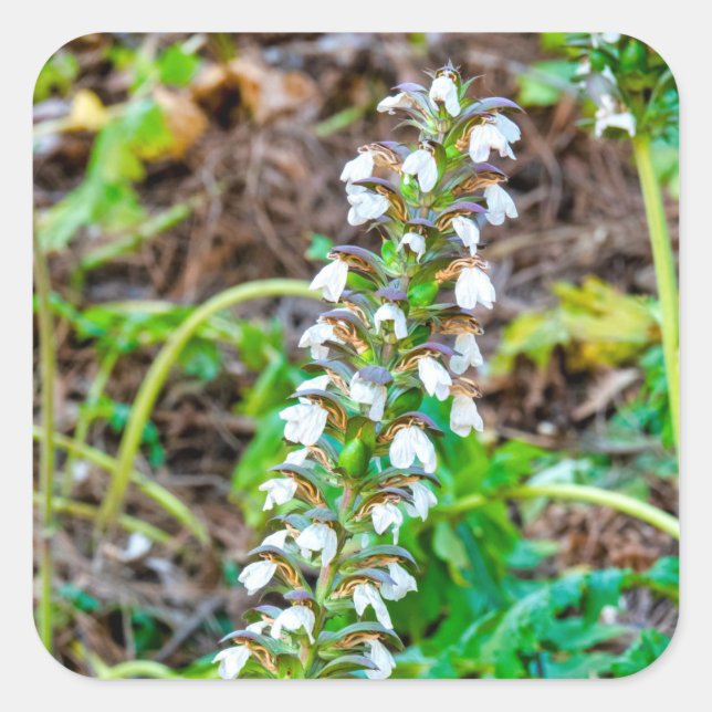 Adesivo Quadrado Chupas de urso (Frente)