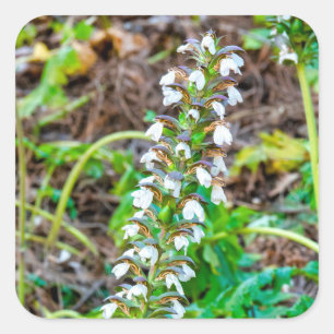 Adesivo Quadrado Chupas de urso