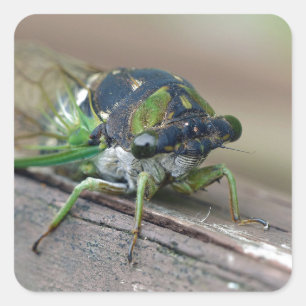 Adesivo Quadrado Cicada