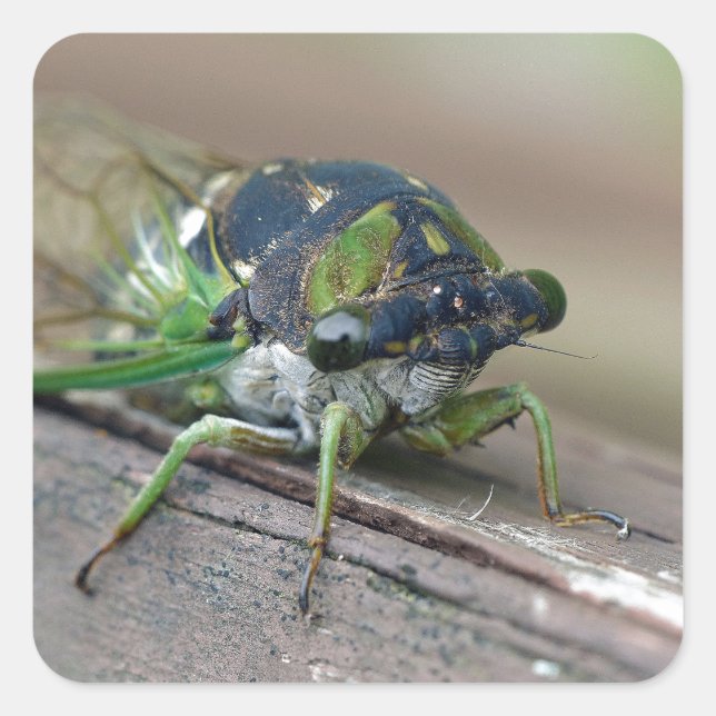 Adesivo Quadrado Cicada (Frente)