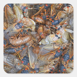 Adesivo Quadrado Cicada Invasão II