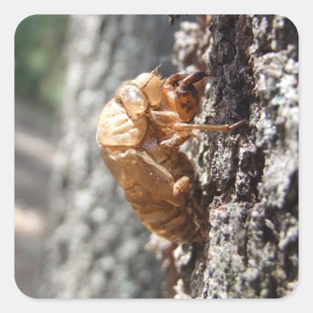 Adesivo Quadrado Cicada Shell Sticker (Frente)