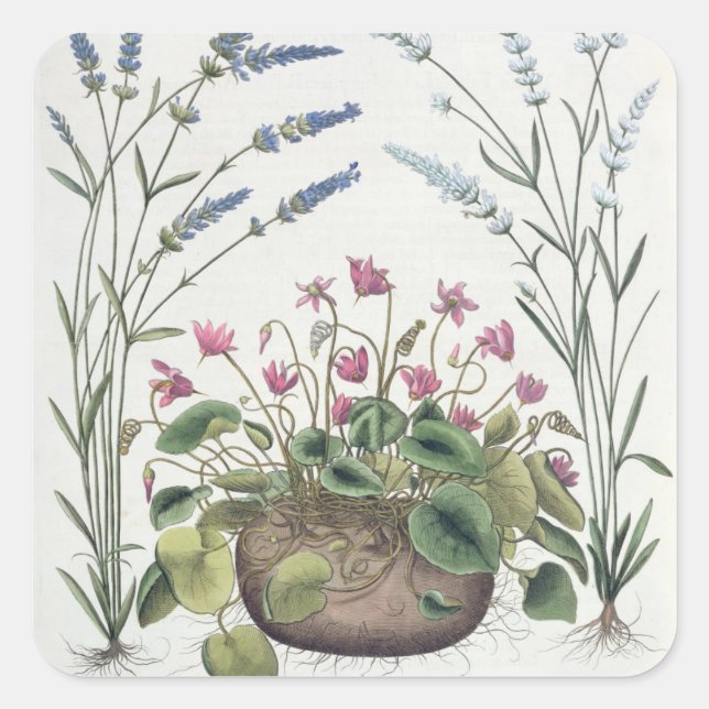 Adesivo Quadrado Ciclomembros e Lavandas: 1.Cyclamen Romanum; 2.Spi (Frente)