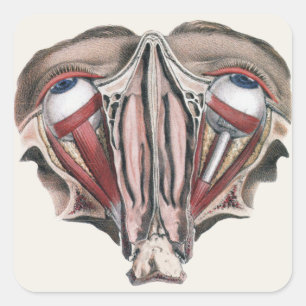 Adesivo Quadrado Ciência de Anatomia Humana Vintage, Globos Oculare