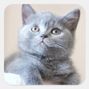 Adesivo Quadrado Cinza British Shorthair Cat