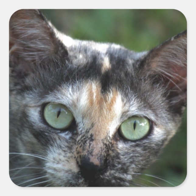 Adesivo Quadrado Cinza de Gato Branco Castanho com Olhos Verdes (Frente)