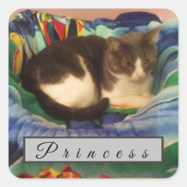 Adesivo Quadrado Cinza Personalizada e Gato de Cabelo Curto Domésti