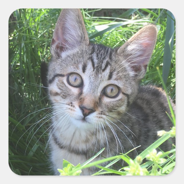 Adesivo Quadrado Cinza Tabby Cat (Frente)