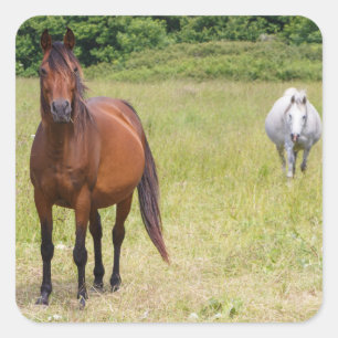 Adesivo Quadrado Cinzas e cavalos de baía