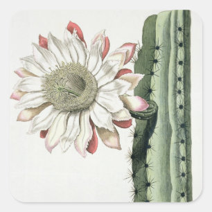 Adesivo Quadrado Círio Erectus Altissimus Syrinamensis 'de Phyth