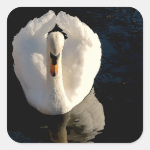 Adesivo Quadrado Cisne