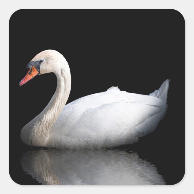 Adesivo Quadrado Cisne branco sobre preto (Frente)
