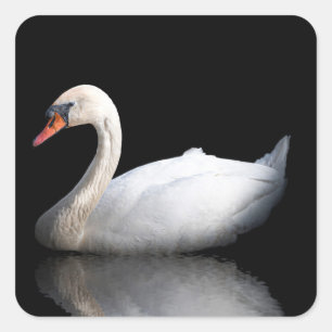 Adesivo Quadrado Cisne branco sobre preto