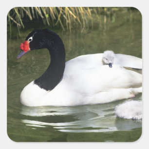 Adesivo Quadrado Cisne de pescoço preto adulto e filhotes na água.
