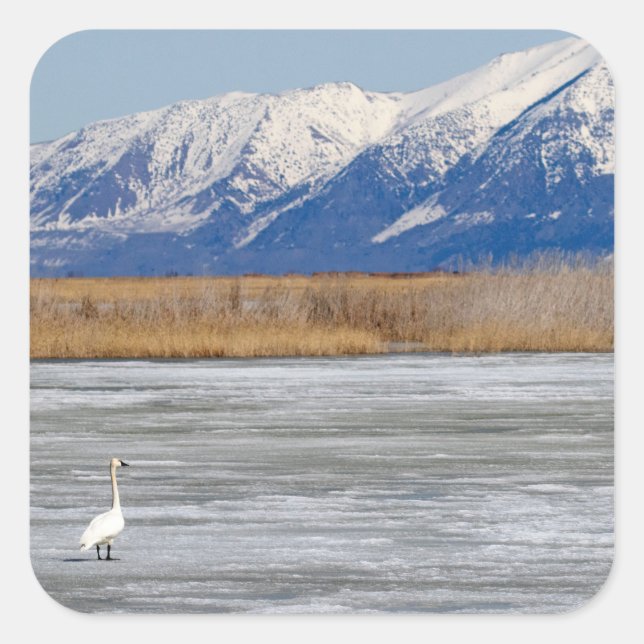 Adesivo Quadrado Cisne e neve (Frente)