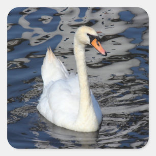 Adesivo Quadrado Cisne em um lago