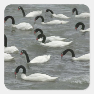 Adesivo Quadrado Cisnes de pescoço negro (Cygnus melancoryphus)