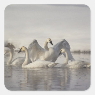 Adesivo Quadrado Cisnes de trompetista no rio de Madison no inverno