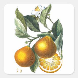 Adesivo Quadrado Citrus Fruta Laranja Arte botânica n.o 5 Decor ini