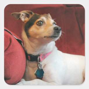 Adesivo Quadrado Clássico