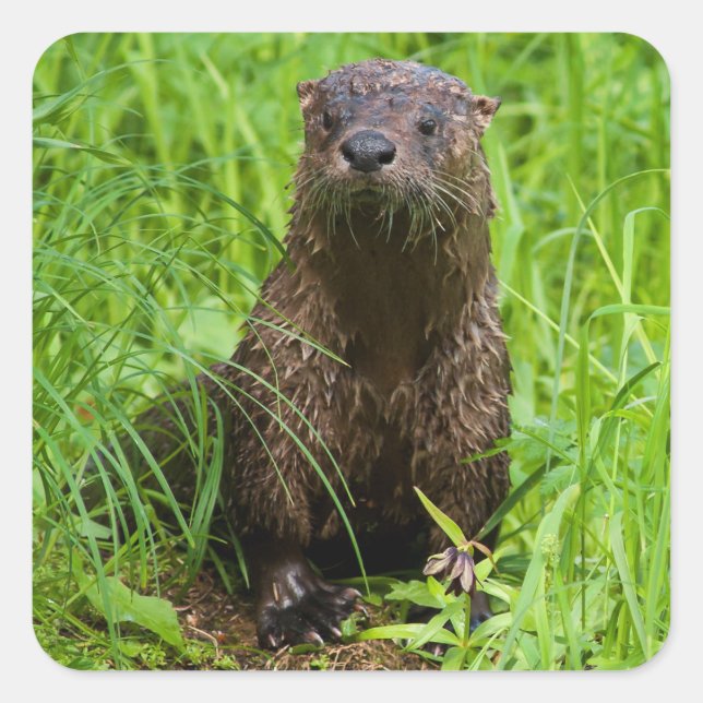 Adesivo Quadrado Clever River Otter (Frente)