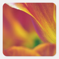 Close-up da parte inferior da flor de tulipa, 4