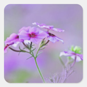 Adesivo Quadrado Close-up de Phlox Drummond, Phlox drummondi,