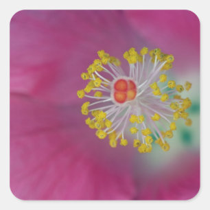 Adesivo Quadrado Close-up do estame da flor de Hibiscus, Hibiscus