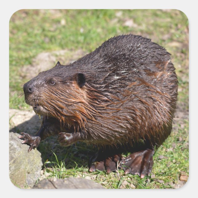 Adesivo Quadrado Closeup North American Beaver (Frente)