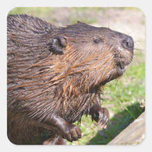 Adesivo Quadrado Closeup North American Beaver (Castor canadensis)