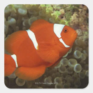 Adesivo Quadrado Clownfish marrons com anêmona de mar