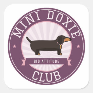 Adesivo Quadrado Clube Mini Doxie Grande Atitude Dachshund Miniatur