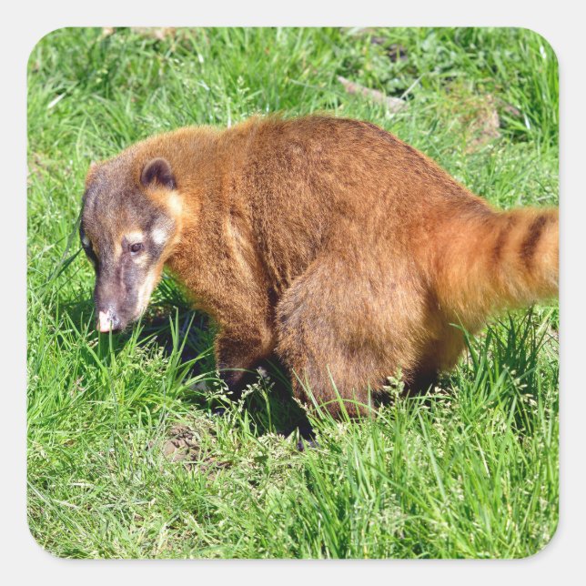 Adesivo Quadrado Coati de cauda-anelada na grama (Frente)