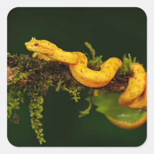 Adesivo Quadrado Cobra da víbora do veneno de Costa Rica