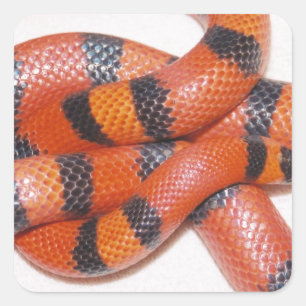 Adesivo Quadrado Cobra de leite Milksnake do Honduran do hipo